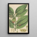 Cinnamomum nitidum - William Jackson Hooker — gerahmtes Bild an der Wand