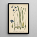 Conanthera campanulata - William Jackson Hooker — gerahmtes Bild an der Wand
