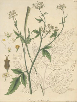 William Jackson Hooker - Conium Aracacha.webp
