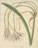 Crinum undulatum - William Jackson Hooker — Ansicht des Kunstwerks