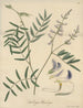 Dalbergia barclayii - William Jackson Hooker — Ansicht des Kunstwerks