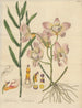 Dendrobium calceolaria - William Jackson Hooker — Ansicht des Kunstwerks