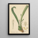 Dendrobium album - William Jackson Hooker — gerahmtes Bild an der Wand
