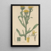 Donia ciliata - William Jackson Hooker — gerahmtes Bild an der Wand