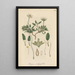 Dryas integrifolia - William Jackson Hooker — gerahmtes Bild an der Wand