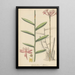 Epidendrum ellipticum - William Jackson Hooker — gerahmtes Bild an der Wand