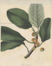 Ficus coriacea - William Jackson Hooker — Ansicht des Kunstwerks