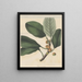 Ficus coriacea - William Jackson Hooker — gerahmtes Bild an der Wand