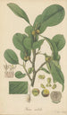 Ficus nitida - William Jackson Hooker — Ansicht des Kunstwerks