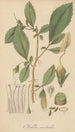 Fieldia australis - William Jackson Hooker — Ansicht des Kunstwerks