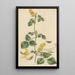 Glycine mollis - William Jackson Hooker — gerahmtes Bild an der Wand