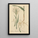 Habenaria blephariglottis - William Jackson Hooker — gerahmtes Bild an der Wand