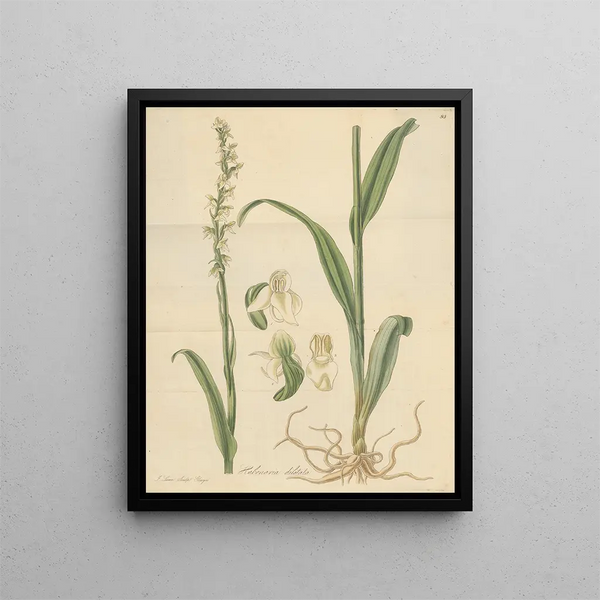 William Jackson Hooker - Habenaria dilatata.webp