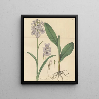 William Jackson Hooker - Habenaria fimbriata.webp