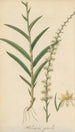 Habenaria gracilis - William Jackson Hooker — Ansicht des Kunstwerks