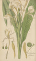 Hedychium spicatum - William Jackson Hooker — Ansicht des Kunstwerks