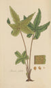 Hemionitis palmata - William Jackson Hooker — Ansicht des Kunstwerks