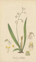Iantha pallidiflora - William Jackson Hooker — Ansicht des Kunstwerks