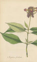 Impatiens fimbriata - William Jackson Hooker — Ansicht des Kunstwerks
