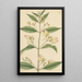 Impatiens trilobata - William Jackson Hooker — gerahmtes Bild an der Wand