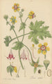 Loasa nitida - William Jackson Hooker — Ansicht des Kunstwerks