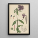 Lysimachia atropurpurea - William Jackson Hooker — gerahmtes Bild an der Wand