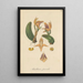 Maxillaria parvula - William Jackson Hooker — gerahmtes Bild an der Wand