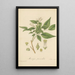 Murraya paniculata - William Jackson Hooker — gerahmtes Bild an der Wand