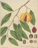 Frucht der Myristicaceae officinalis - William Jackson Hooker — Ansicht des Kunstwerks