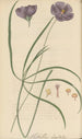Nuttallia digitata - William Jackson Hooker — Ansicht des Kunstwerks