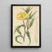 Oenothera odorata - William Jackson Hooker — gerahmtes Bild an der Wand