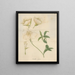 Oenothera speciosa - William Jackson Hooker — gerahmtes Bild an der Wand