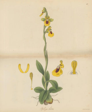 William Jackson Hooker - Ophrys lutea.webp