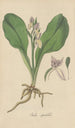 Orchis spectabilis - William Jackson Hooker — Ansicht des Kunstwerks