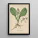 Orchis spectabilis - William Jackson Hooker — gerahmtes Bild an der Wand