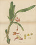 Ornithidium cramoisi - William Jackson Hooker — Ansicht des Kunstwerks