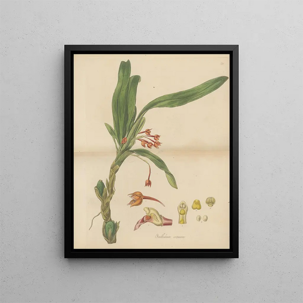 William Jackson Hooker - Ornithidium coccineum.webp