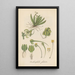 Ornithocephalus gladiatus - William Jackson Hooker — gerahmtes Bild an der Wand