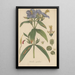Osbeckia nepalensis - William Jackson Hooker — gerahmtes Bild an der Wand