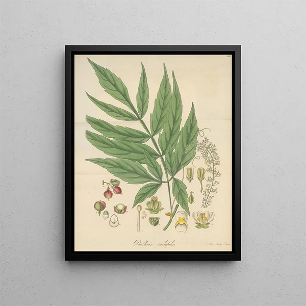 William Jackson Hooker - Paullinia meliifolia.webp