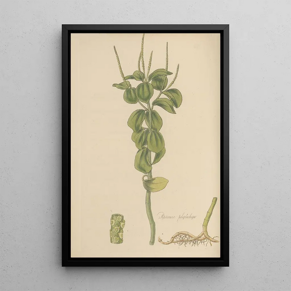 William Jackson Hooker - Peperomia polystachia.webp