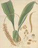 Pholidota imbricata - William Jackson Hooker — Ansicht des Kunstwerks