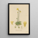 Pinguicula edentula - William Jackson Hooker — gerahmtes Bild an der Wand