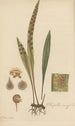 Pleopeltis ensifolia - William Jackson Hooker — Ansicht des Kunstwerks