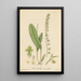 Pleurothallis racemiflora - William Jackson Hooker — gerahmtes Bild an der Wand
