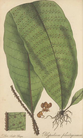 William Jackson Hooker - Polypodium plantagineum.webp