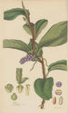 Pothos violacea - William Jackson Hooker — Ansicht des Kunstwerks