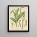Plantain de Prescotia - William Jackson Hooker — gerahmtes Bild an der Wand