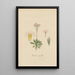 Primula pusilia - William Jackson Hooker — gerahmtes Bild an der Wand