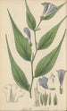 Ruellia anisophylla - William Jackson Hooker — Ansicht des Kunstwerks
